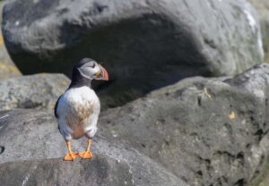 Reykjavik: Whales and Puffins Express Cruise Combo Tour - Puffin Express on Old Skuli: Close to the Nesting Islands