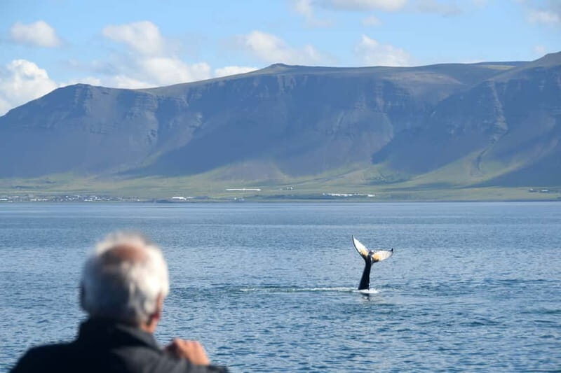 Reykjavik: Whales and Puffins Express Cruise Combo Tour - Express Whale Watching: Less Travel, Same Viewing Time