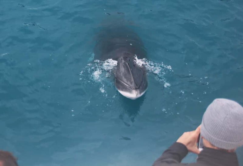 Reykjavik: Whales and Puffins Express Cruise Combo Tour - Warm Gear and Rough Water Reality: What the Crew Actually Controls