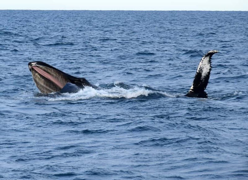 Reykjavik: Whales and Puffins Express Cruise Combo Tour - What You’ll Actually See in Faxaflói Bay (and Why That Listing Matters)