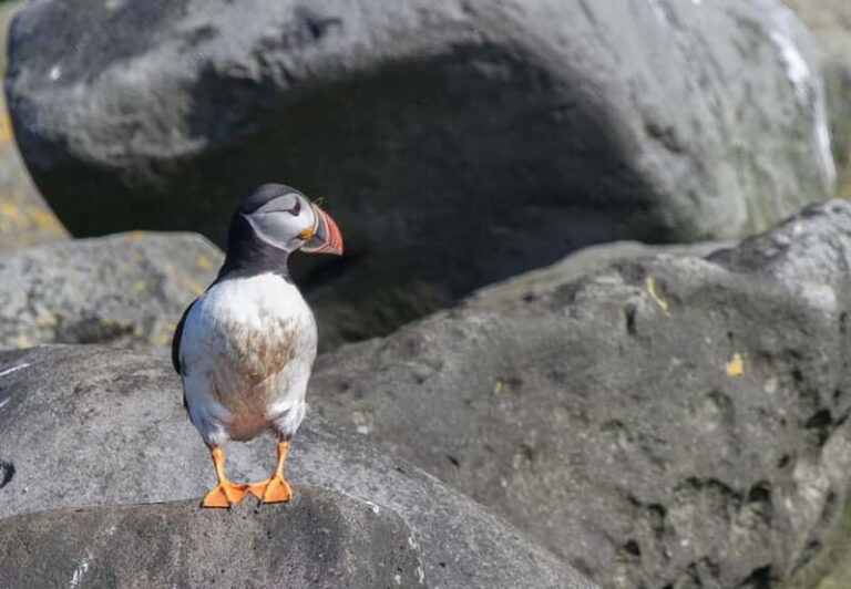 Reykjavik: Whales and Puffins Express Cruise Combo Tour