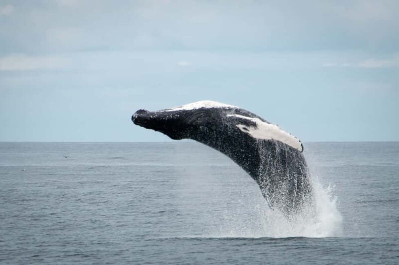 Reykjavik: Whales and Puffins Express Cruise Combo Tour - The Puffin Guarantee: A Big Deal for Bird Lovers