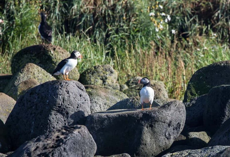 Reykjavik: Whales and Puffins Express Cruise Combo Tour - Value Check: Why $148 Feels Fair (When You Look at What’s Included)