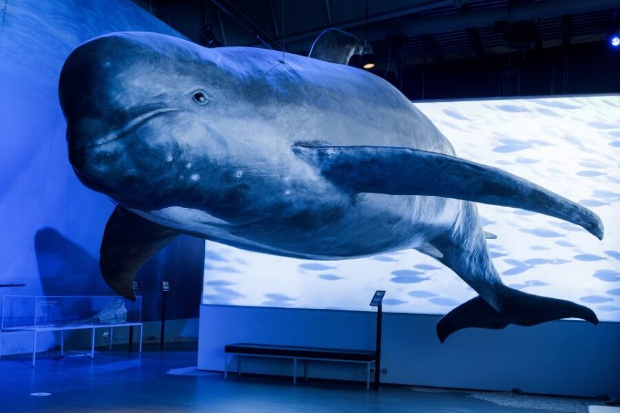 Reykjavik: Whales of Iceland Museum Entrance Ticket - Key things worth knowing before you go