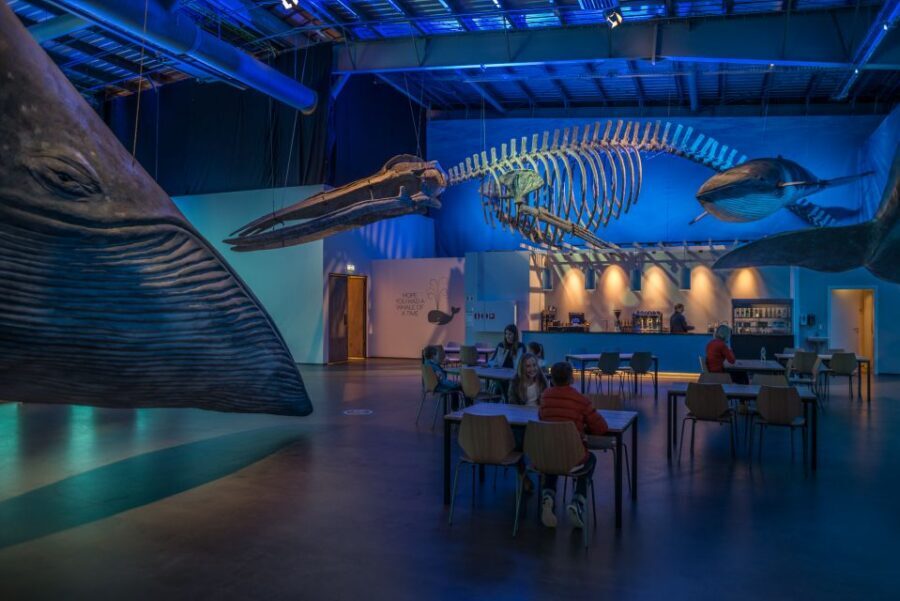 Reykjavik: Whales of Iceland Museum Entrance Ticket - Should you book Whales of Iceland tickets?