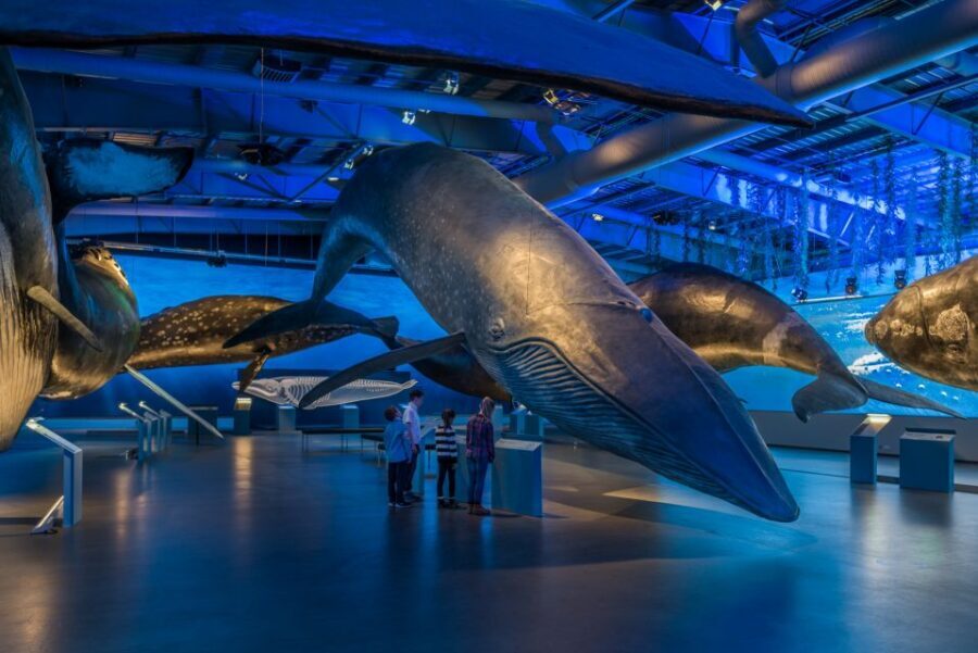 Reykjavik: Whales of Iceland Museum Entrance Ticket - Whales of Iceland: a whale museum that’s easy to fit into a Reykjavik day