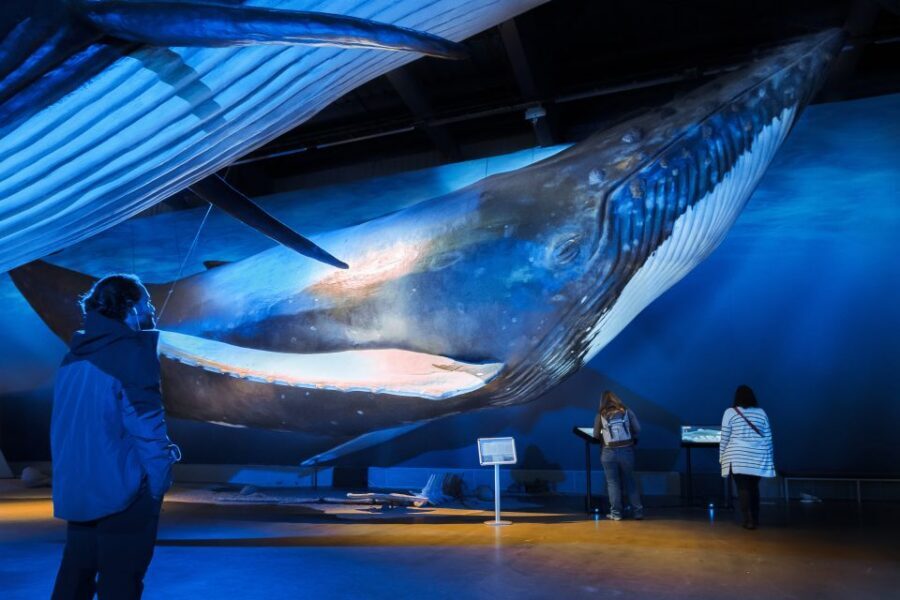 Reykjavik: Whales of Iceland Museum Entrance Ticket - Interactive exhibits and underwater sound: the learning style is practical