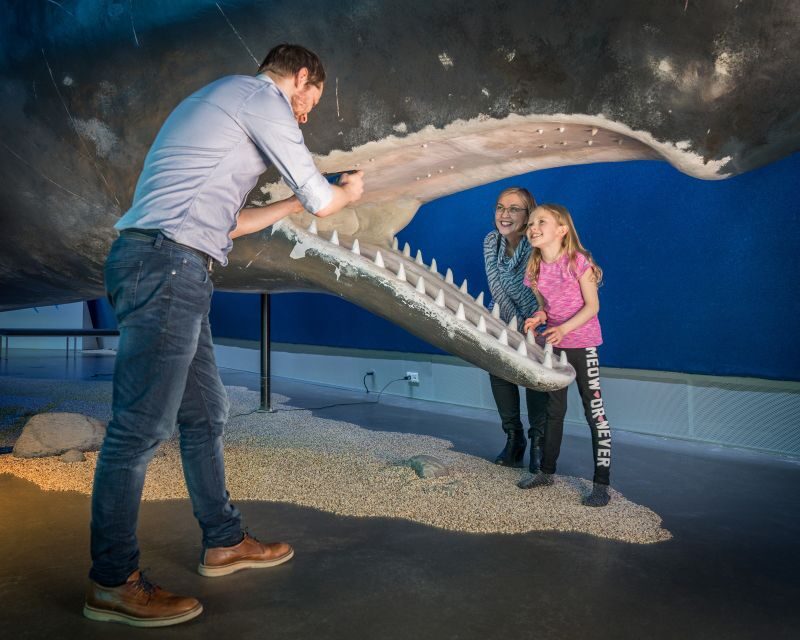 Reykjavik: Whales of Iceland Museum Entrance Ticket - Fin Whale Theatre documentaries: when the film matters more than you expect