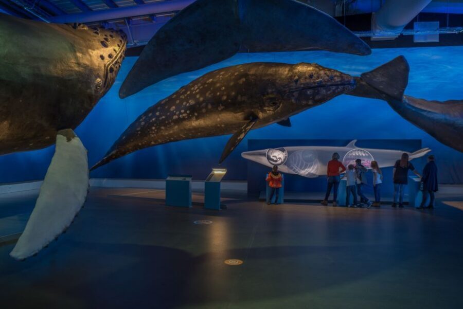 Reykjavik: Whales of Iceland Museum Entrance Ticket - Timing and logistics: where it is and how to plan your visit