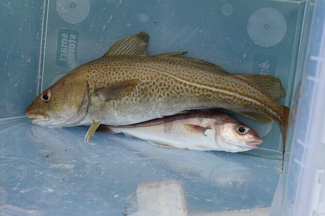Reykjavik's Finest Catch: Guided Sea Angling Tour for All Levels - The onboard food plan: coffee, cookies, and fresh grill time