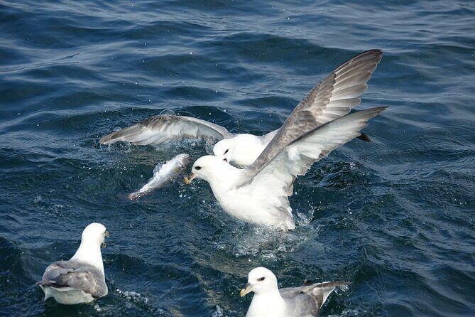 Reykjavik's Finest Catch: Guided Sea Angling Tour for All Levels - The crew: small-company attention makes a difference