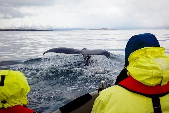 RIB boat express: Whales, Eyjafjord and Akureyri - Small-group RIB ride: the difference between a crowd and a search party