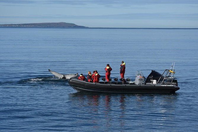 RIB boat express: Whales, Eyjafjord and Akureyri - Whale-spotting in Eyjafjord: humpbacks are the main goal