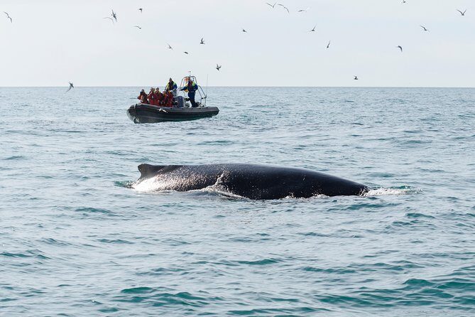 RIB boat express: Whales, Eyjafjord and Akureyri - The crew’s live commentary: why it changes what you notice