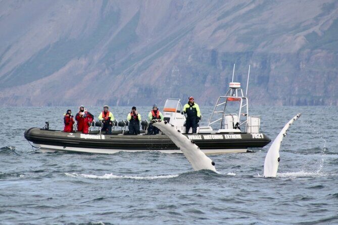 RIB boat express: Whales, Eyjafjord and Akureyri - The whale guarantee: what it means for your decision