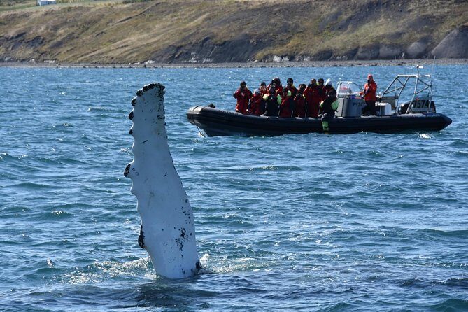RIB boat express: Whales, Eyjafjord and Akureyri - Akureyri start at Elding: where the adventure actually begins