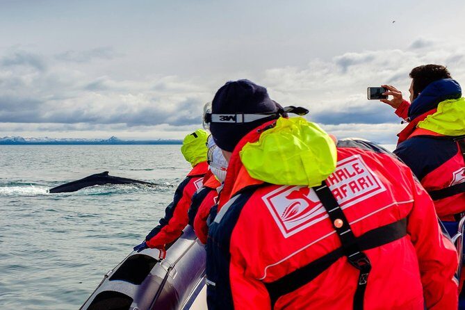 RIB Whale Watching Small-Group Boat Tour from Reykjavik - Stop-by-stop: from Ægisgarður to puffin islands just outside Reykjavik