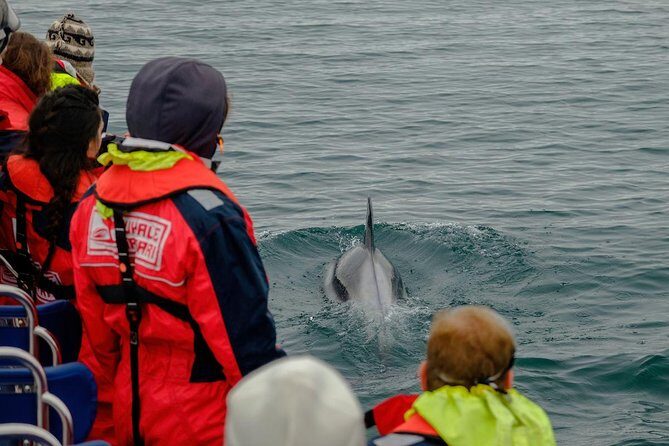 RIB Whale Watching Small-Group Boat Tour from Reykjavik - Faxaflói Bay and the value of sea-level viewing