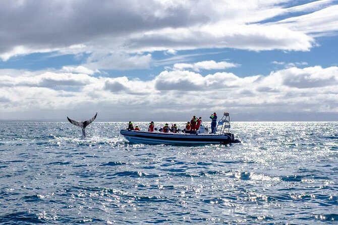 RIB Whale Watching Small-Group Boat Tour from Reykjavik - When to book: timing in the Reykjavik season