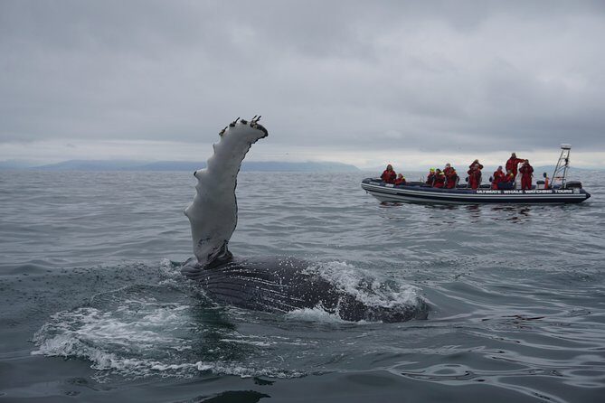 RIB Whale Watching Small-Group Boat Tour from Reykjavik