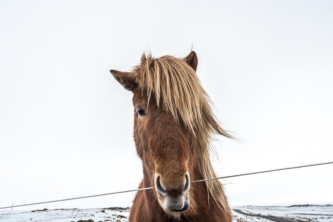 Small-Group Golden Circle Full-Day Tour from Reykjavik - Guide Storytelling: Why the Best Days Feel Personal