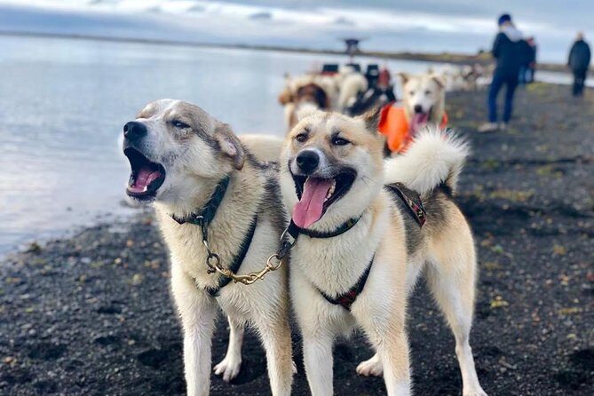 Small Group Husky Sledding Tour from Capital Region - Stop at the Dog Base: Petting, Photos, and Personality Time