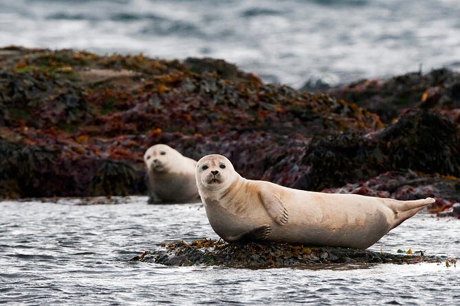 Small-Group Snaefellsnes National Park Day Trip from Reykjavik - Snæfellsnes: why this peninsula feels like Iceland’s greatest hits