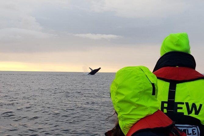 Small-group Whale Watching in the Midnight Sun from Reykjavík - Small-group scale: what “up to 12” changes on the water