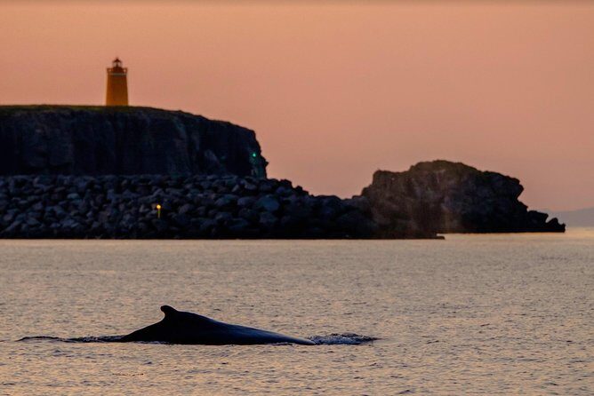 Small-group Whale Watching in the Midnight Sun from Reykjavík - Heading out via Lundey and Faxaflói: where your chances get better