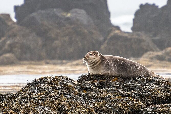 Snaefellsnes Peninsula Full Day Tour from Reykjavik - Arnarstapi and Ytri Tunga: cliff walks, birds, and possible seal spotting