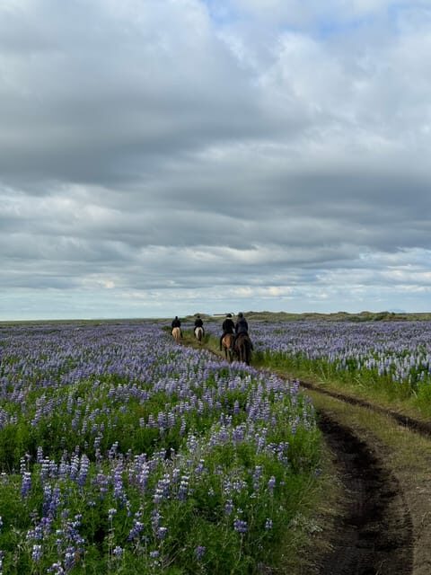 southern Iceland: Black beach riding tour - Southern Iceland Black Beach Riding: The Big Reason It Works