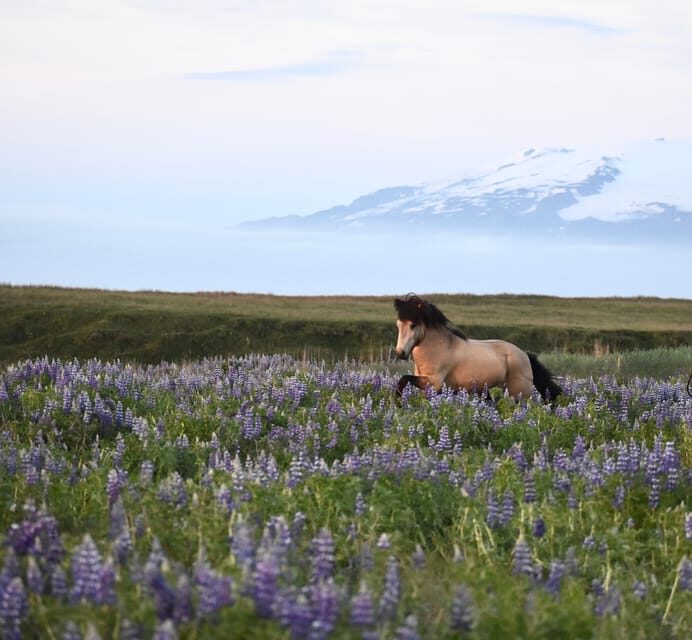 southern Iceland: Black beach riding tour - Icelandic Horses and the Tölt: What You’ll Actually Feel