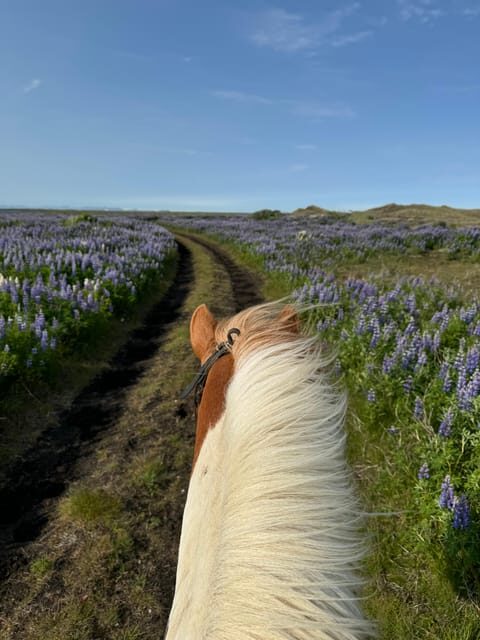 southern Iceland: Black beach riding tour - Guides and Safety: Small Group Attention You Can Feel