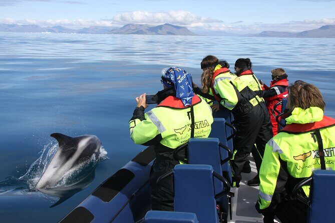 Speedboat Whale Watching Small-Group Tour in Reykjavik - Timing and meeting point: don’t be the late person