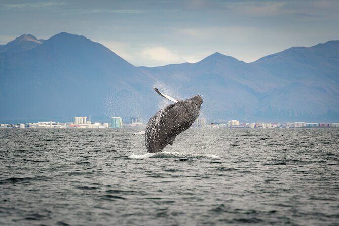 Speedboat Whale Watching Small-Group Tour in Reykjavik - City highlights you’ll spot on the way out: Sun Voyager and Harpa