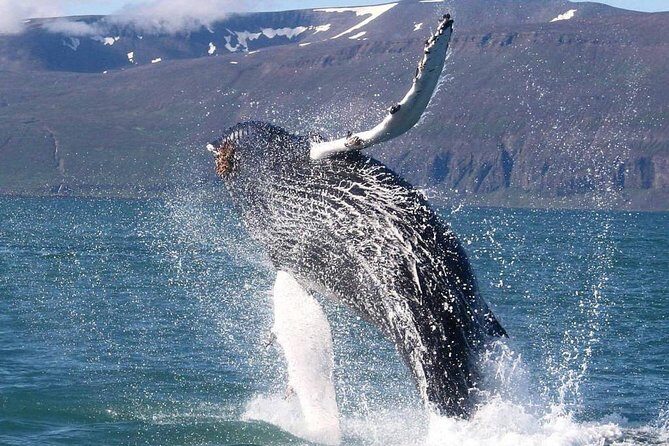 Speedboat Whale Watching Small-Group Tour in Reykjavik - What 2 hours on the RIB really feels like