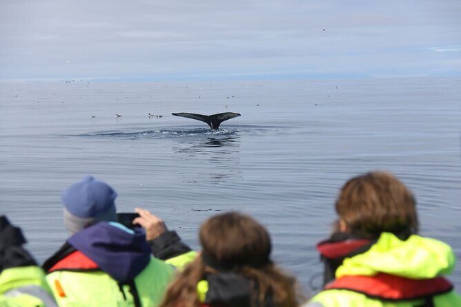 Speedboat Whale Watching Small-Group Tour in Reykjavik - Who’s behind the wheel matters: guides and marine biologists