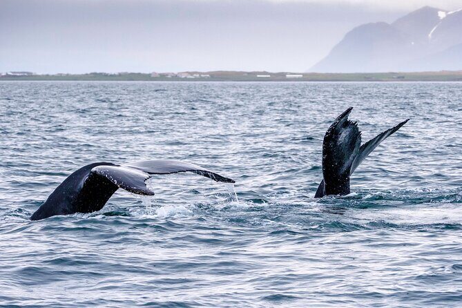 Speedboat Whale Watching Small-Group Tour in Reykjavik - Price and value: what $164 buys you (and what it doesn’t)
