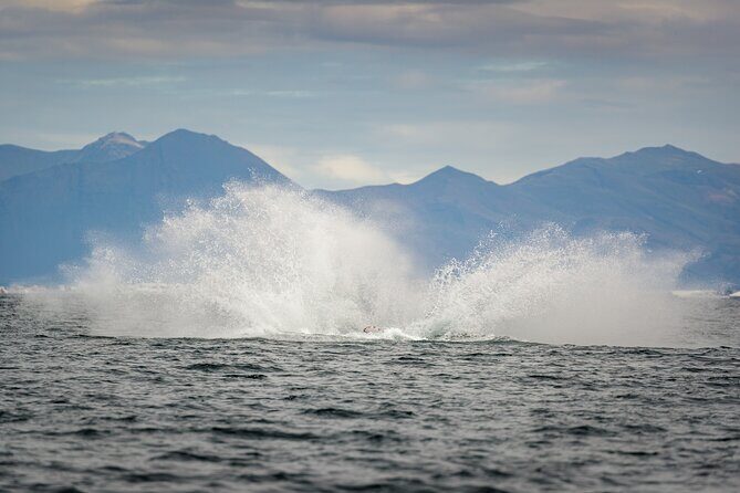 Speedboat Whale Watching Small-Group Tour in Reykjavik