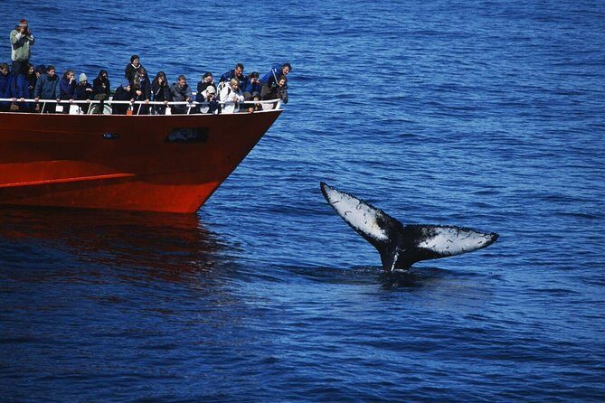 The Original Classic Whale Watching from Reykjavik - Key highlights at a glance