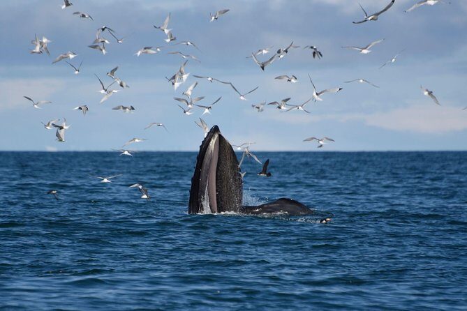 The Original Classic Whale Watching from Reykjavik - Getting to Elding Whale Watching in central Reykjavík