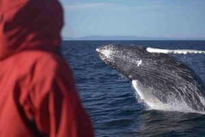 The Original Classic Whale Watching from Reykjavik - The guide factor: marine-biology commentary that actually sticks