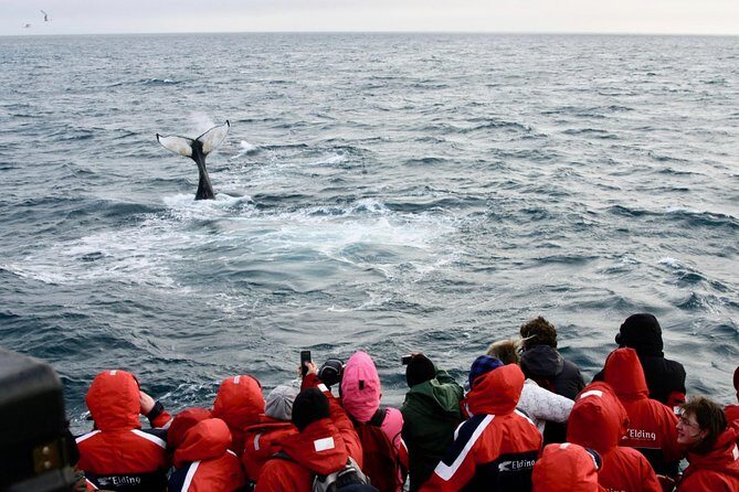 The Original Classic Whale Watching from Reykjavik - What you can realistically spot: humpbacks, minkes, dolphins, seals