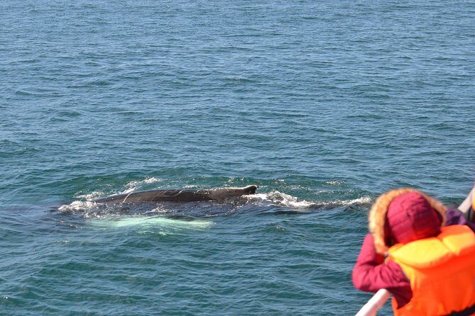 The Original Classic Whale Watching from Reykjavik - Respectful whale viewing: why the crew moves on