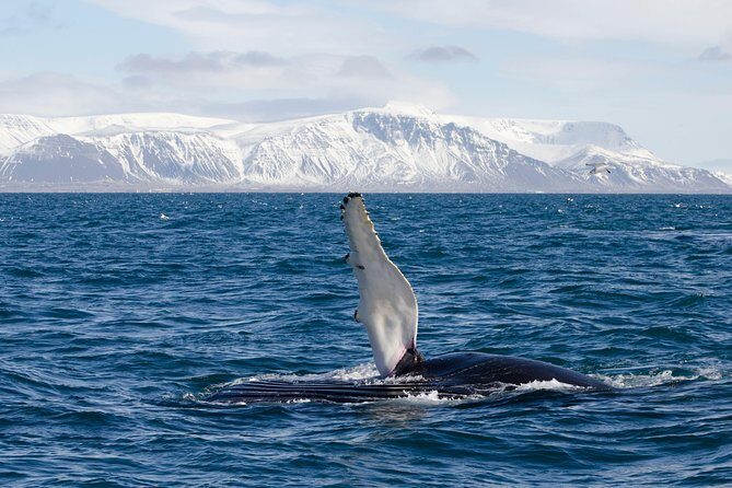 The Original Classic Whale Watching from Reykjavik - Wildlife Exhibition admission: a smart add-on before (or after) the cruise