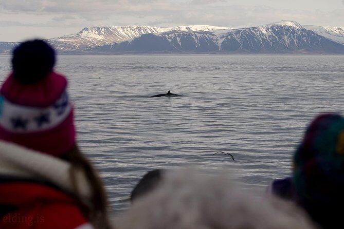 The Original Classic Whale Watching from Reykjavik - Timing, weather, and the free return ticket if sightings don’t happen