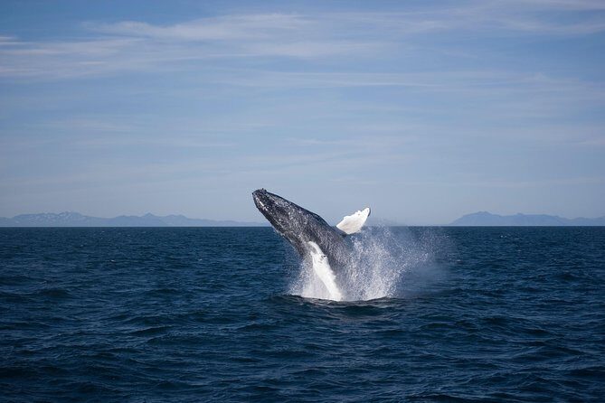 The Original Classic Whale Watching from Reykjavik - Price and value: is $105 worth it?