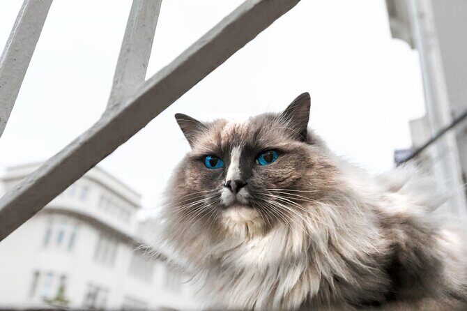 The Reykjavik Cat Walking Tour - When to Book: The Sweet Spot Is Not Last-Minute