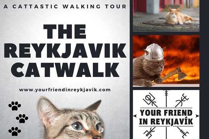 The Reykjavik Cat Walking Tour - Who This Works Best For (and Who Should Rethink It)