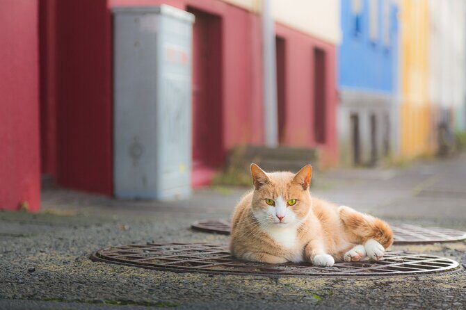 The Reykjavik Cat Walking Tour